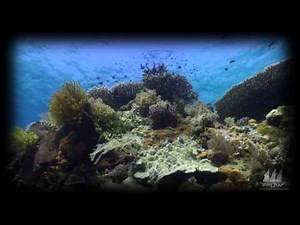 WAOW Indonesia - Diving in Alor