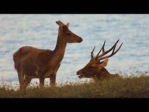 Rusa deer, Wild boar, & Komodo dragon on Komodo island