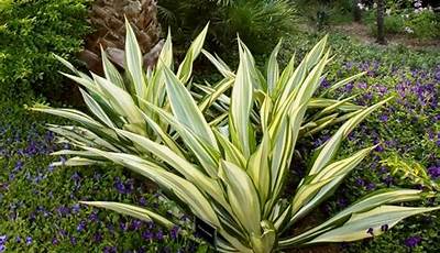 Agave Landscaping Dallas