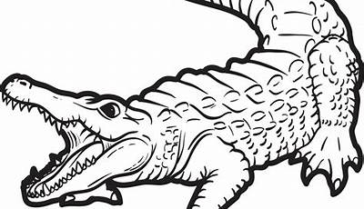 Alligator Coloring Pages Printable