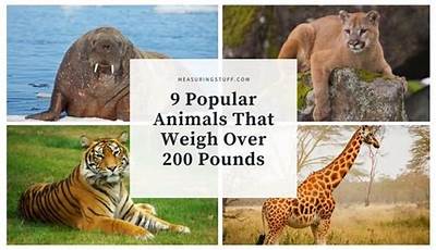 Gigantic Creatures: Unveiling The Wonders Of Animals Over 200 Pounds