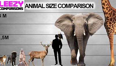 Unveiling The Wonders Of Animal Sizes: Discoveries And Insights