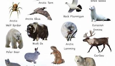 Unveiling The Arctic And Polar Animal Kingdom: A Journey Of Discovery