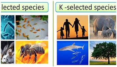 Unlocking The Secrets: Specialists In Stability  Unveiling The K-Species' Thriving Strategy