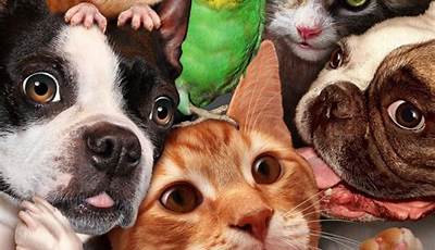 Unleash The Secrets Of &Quot;Are U Pets&Quot;: A Journey Into The World Of Social Media Animals