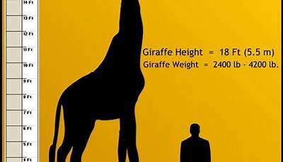 Uncover The Secrets Of Animal Size: Discoveries And Insights