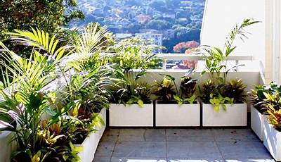 Best Balcony Plants Sydney