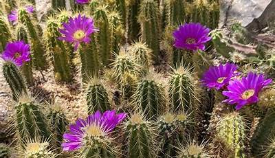 Best Cactus Plants For Outdoors