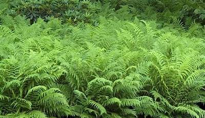 Best Ferns For Zone 5