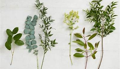 Best Foliage Plants To Grow For Flower Arranging