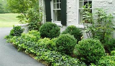 Best Green Plants For Front Of House