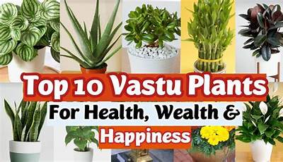 Best Indoor Plants For Home As Per Vastu