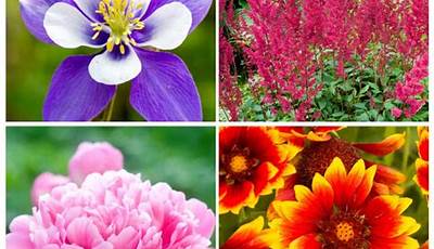 Best Perennial Garden Plants