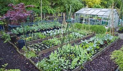 Best Plants For A Backyard Vegetable Garden