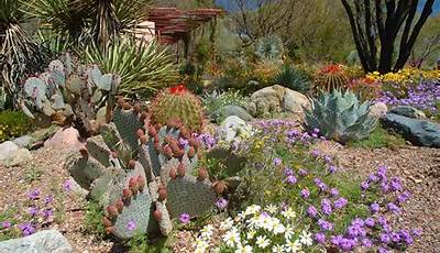 Best Plants For Arizona Landscape