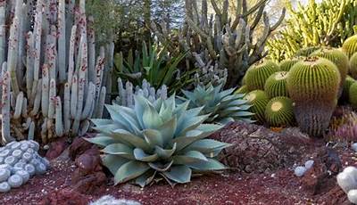Best Plants For Desert Garden