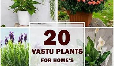 Best Plants For Home Garden Vastu
