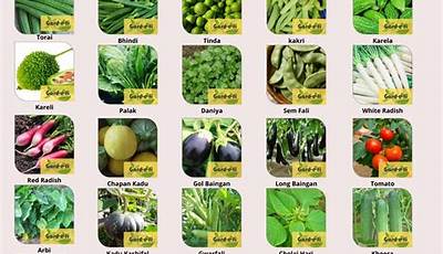 Best Vegetable Seeds On Amazon