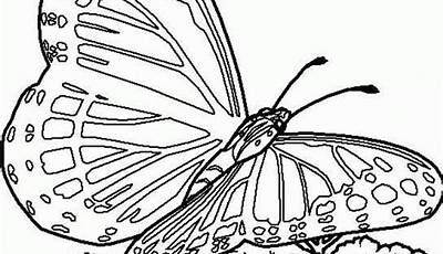 Butterfly Printable Coloring Page