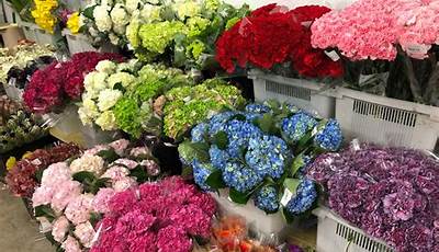 Buy Flower Plants Near Me