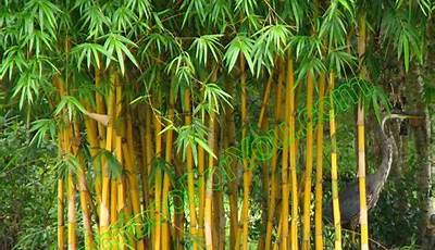 Buy Outdoor Bamboo Plants Near Me