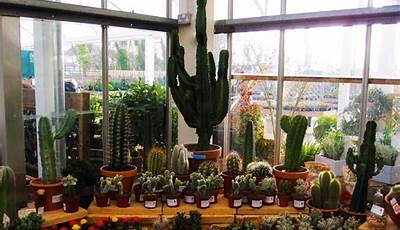 Cacti Garden Centre Uk