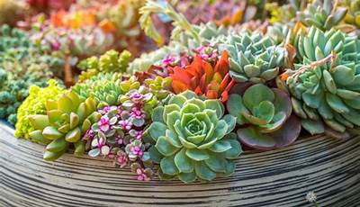 Can You Plant Succulents In The Garden