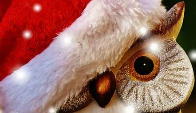 Christmas Owl Wallpaper Iphone