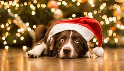 Christmas Wallpaper Aesthetic Dog