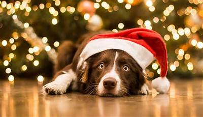 Christmas Wallpaper Backgrounds Dogs