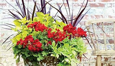 Container Garden Plants For Full Sun And Heat