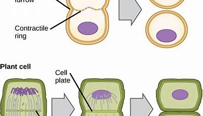Unveiling The Secrets Of Cytokinesis: A Journey Into Cell Division In Animals