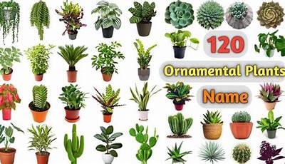 Different Types Of Ornamental Plants With Names