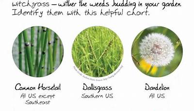 Different Types Of Weeds In A Lawn