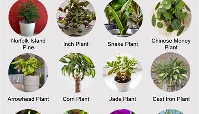 Do B&Amp;M Sell House Plants