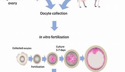 Unveiling The Frontiers Of Embryo Transfer: Animals Vs. Humans