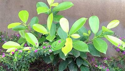 Examples Of Ornamental Plants In Nigeria