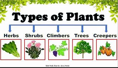 Examples Of Trees Shrubs Herbs And Vines