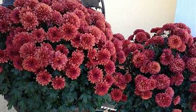 Fall Porch Decor Red Mums