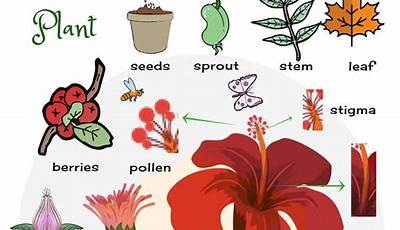 Flower Plants Names In English