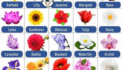 Flowers With Names Starting With A