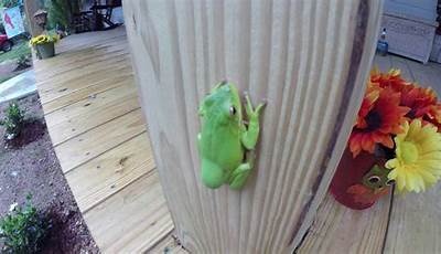 Frog On Porch Meaning