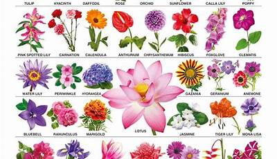 Garden Flower Plants Names And Pictures