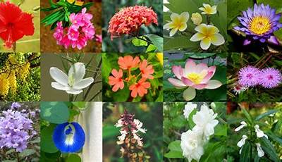 Garden Flowering Plants In Kerala With Names