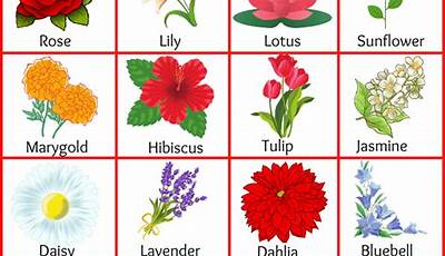 Garden Flowers Name In India