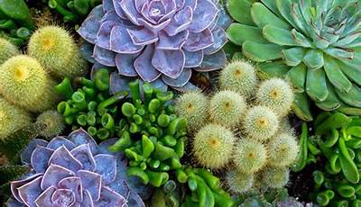 Garden Succulent Plants Images
