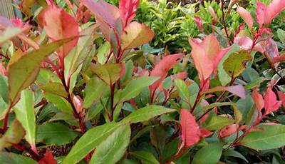 Green Leaf Plant That Turns Red