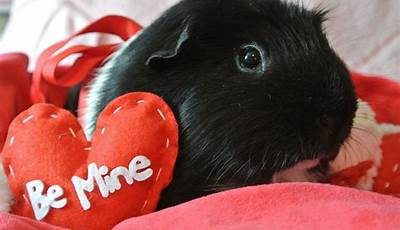 Guinea Pig Photoshoot Valentines Day