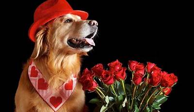 Happy Valentines Day Dog Pictures