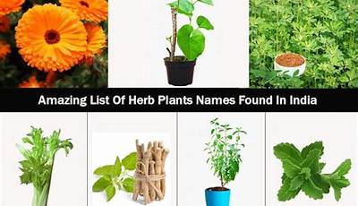 Herb Garden Plants In India